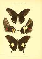 Image de Papilio diophantus Grose-Smith 1882