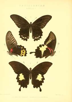 Image of Papilio diophantus Grose-Smith 1882