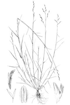 Image of purple sandgrass