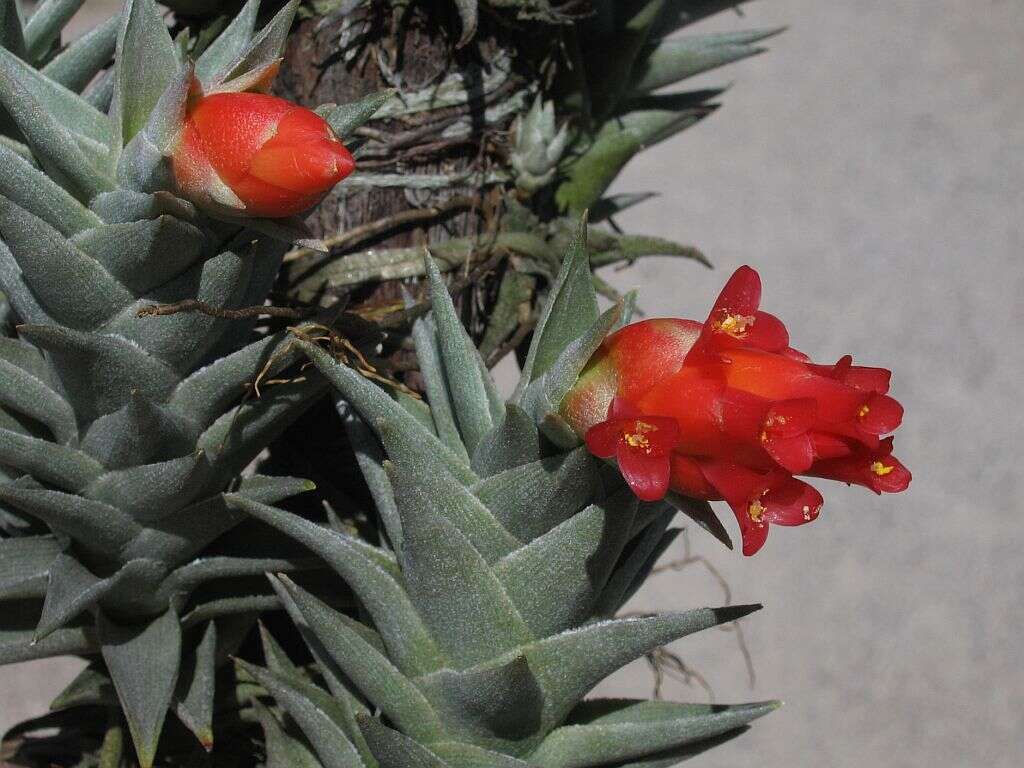 Imagem de Tillandsia edithae Rauh