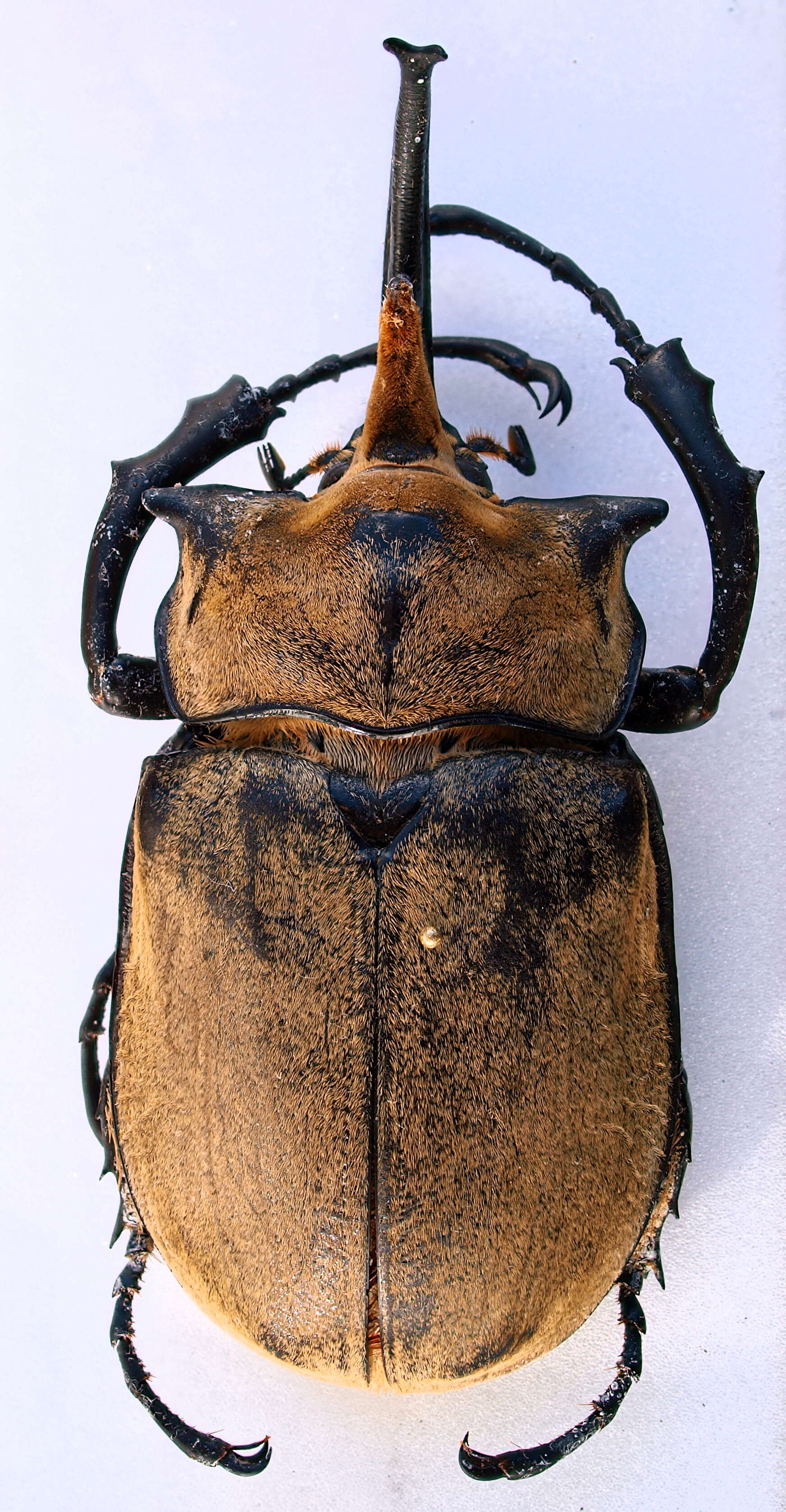 Megasoma occidentalis Bolivar, Pieltain, Jimenez-Asua & Martinez 1963 resmi