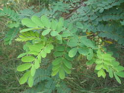 Imagem de Senna auriculata (L.) Roxb.