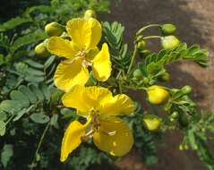 Imagem de Senna auriculata (L.) Roxb.