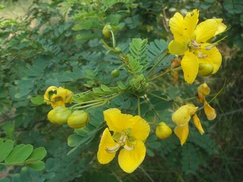 Imagem de Senna auriculata (L.) Roxb.