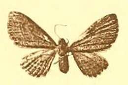 Image of Eupithecia barteli Dietze 1908