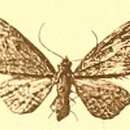 Image of Eupithecia barteli Dietze 1908