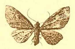 Image of Eupithecia barteli Dietze 1908