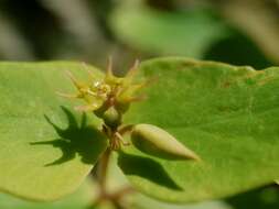 Image of Siebold's spurge