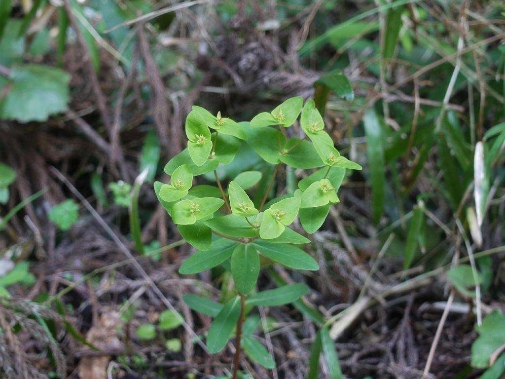 Image of Siebold's spurge