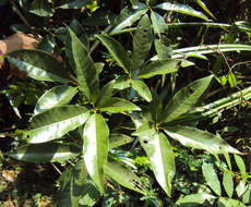 Image of Vitex leucoxylon L. fil.