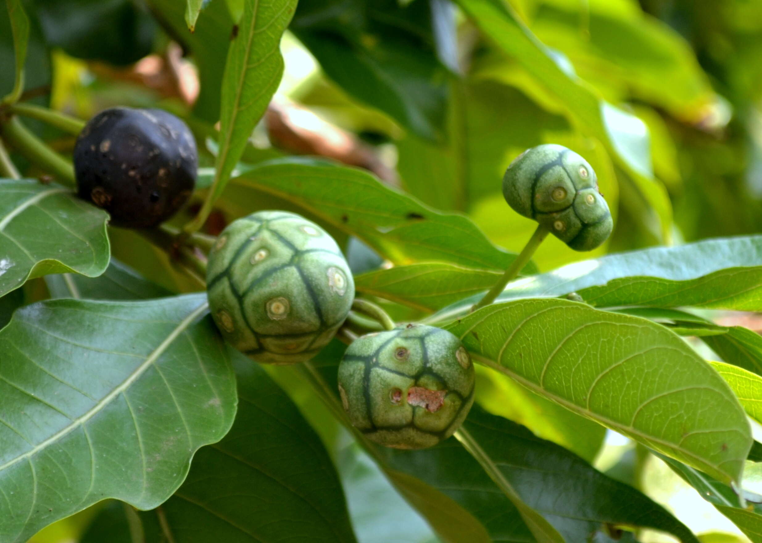 Image of Morinda coreia Buch.-Ham.