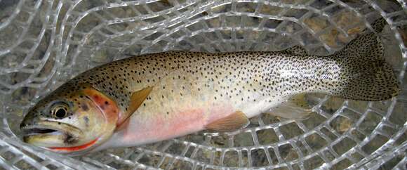 Image of Oncorhynchus clarki lewisi