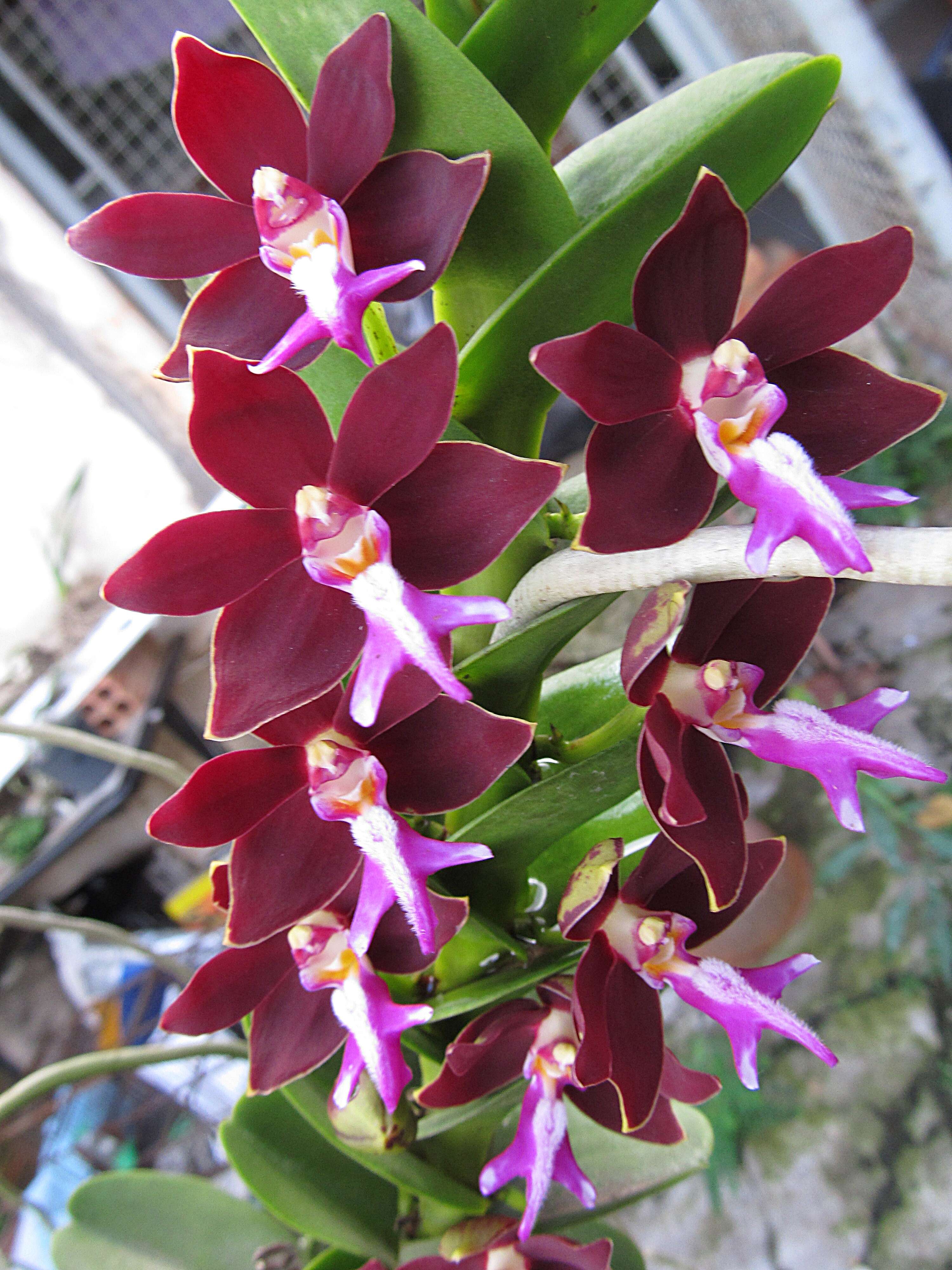 Trichoglottis atropurpurea Rchb. fil. resmi