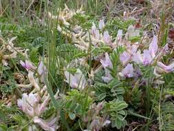 Sivun Astragalus crassicarpus Nutt. kuva