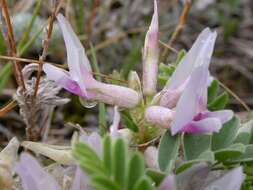 Sivun Astragalus crassicarpus Nutt. kuva