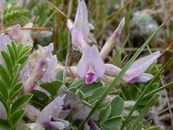 Sivun Astragalus crassicarpus Nutt. kuva