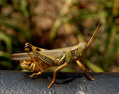 Image of Migratory Grasshopper