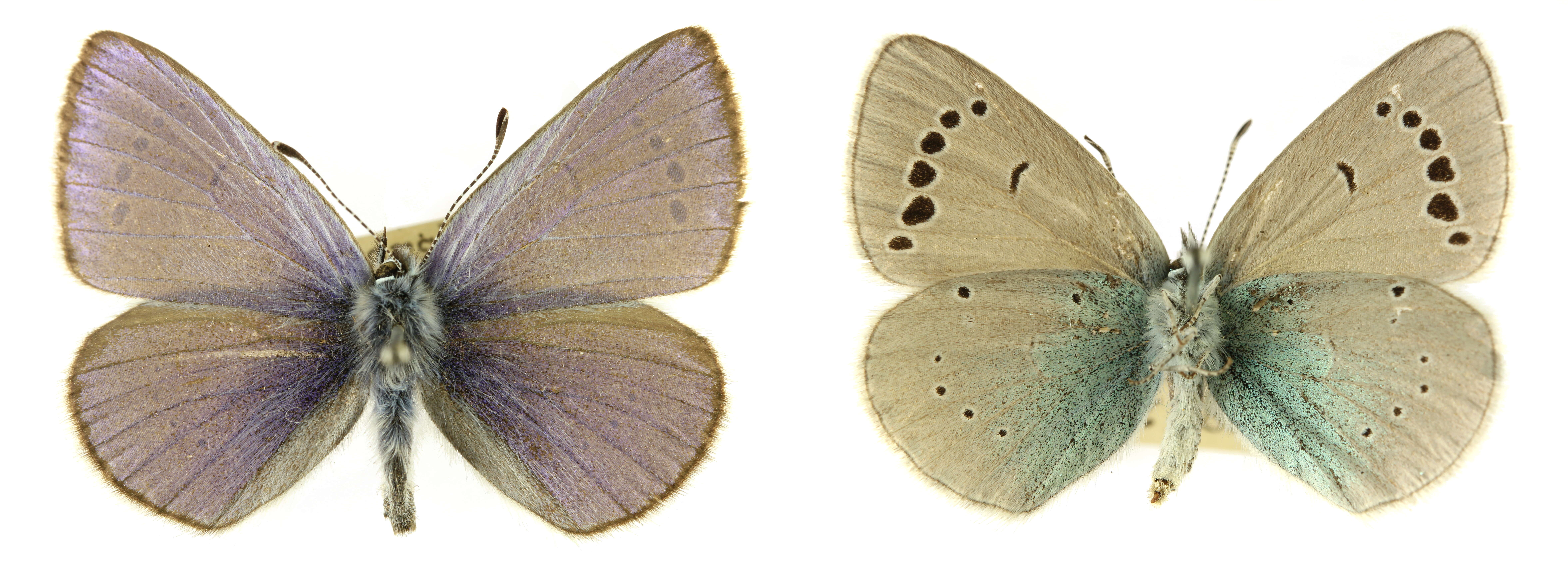 Image of Green-underside Blue