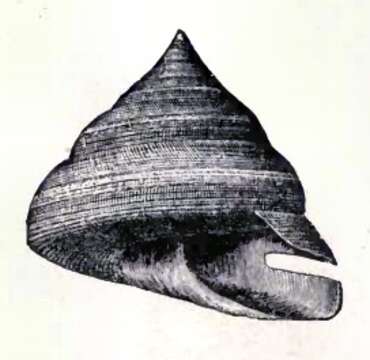 Image of Perotrochus quoyanus (P. Fischer & Bernardi 1856)