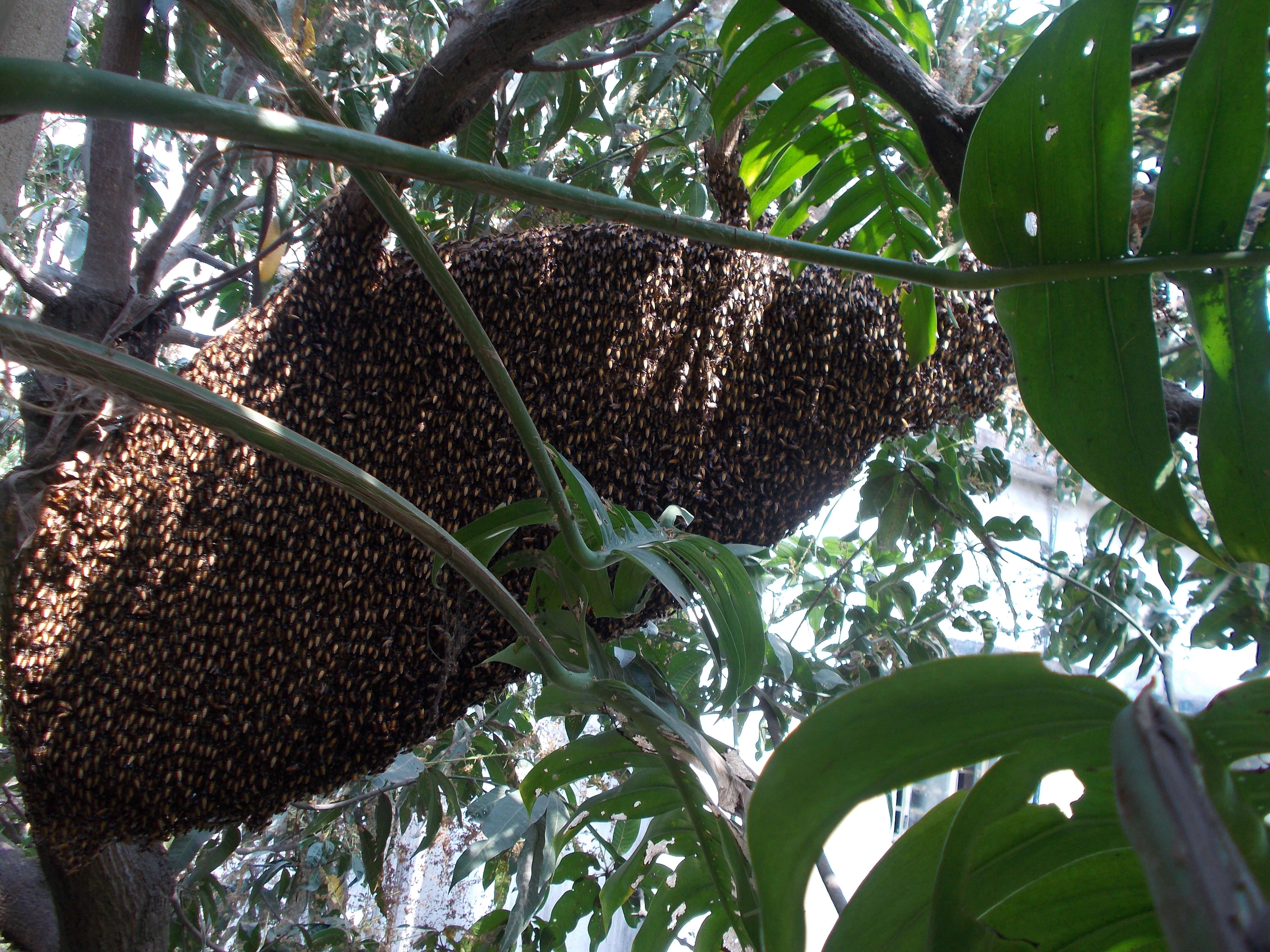 Слика од Apis cerana indica