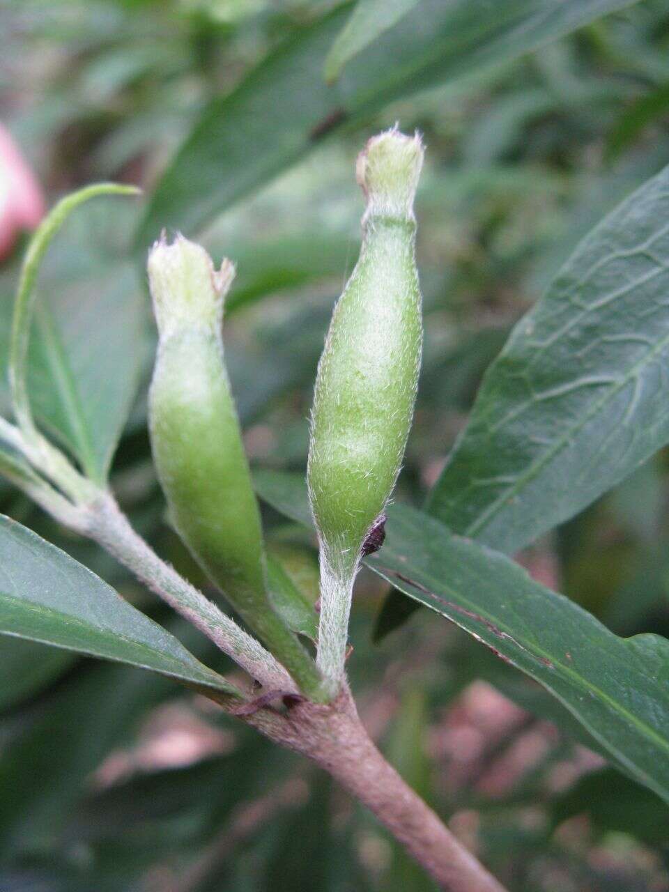 Image of Atractocarpus chartaceus (F. Muell.) Puttock