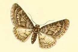 Image of Eupithecia cocciferata Millière 1864