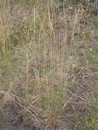 Image of Slender Wild Rye