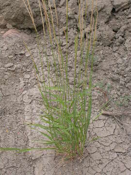 Image of Slender Wild Rye