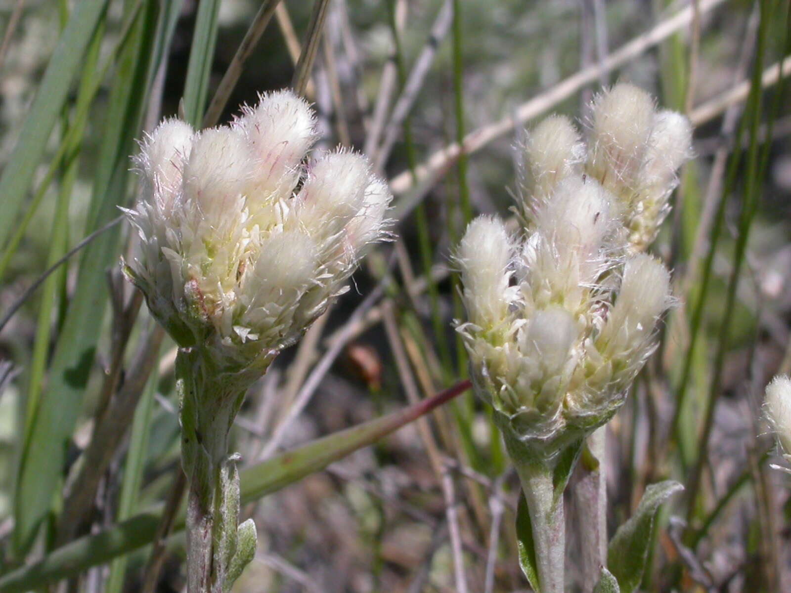 Image of littleleaf pussytoes