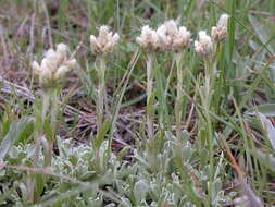 Image of littleleaf pussytoes