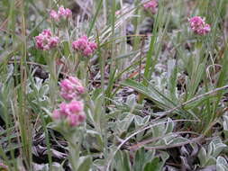 Image of littleleaf pussytoes
