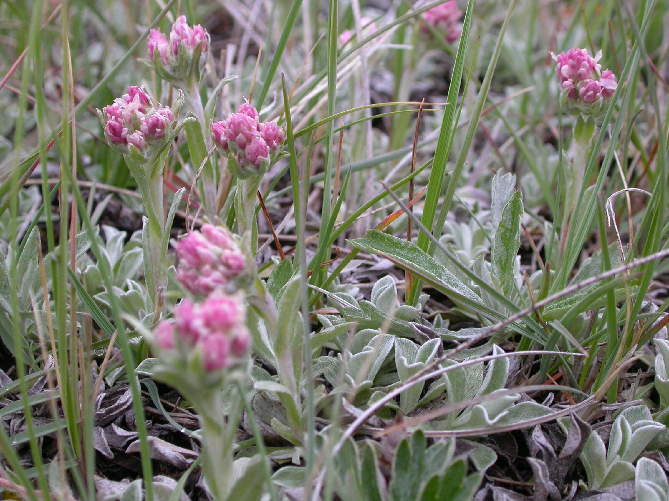 Image of littleleaf pussytoes
