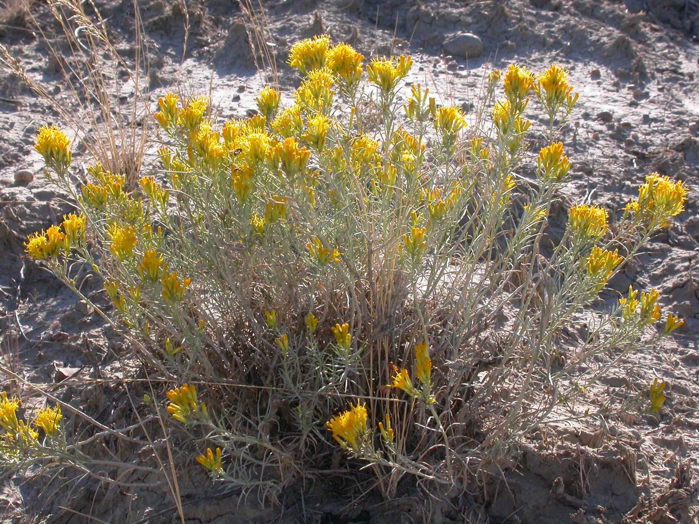 Image de Ericameria nauseosa (Pall. ex Pursh) G. L. Nesom & G. I. Baird