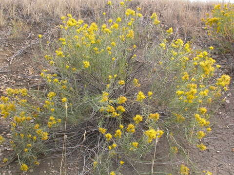 Image de Ericameria nauseosa (Pall. ex Pursh) G. L. Nesom & G. I. Baird