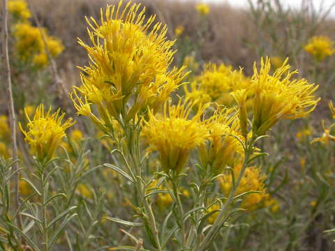 Image of rubber rabbitbrush