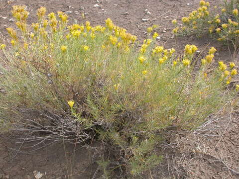 Image de Ericameria nauseosa (Pall. ex Pursh) G. L. Nesom & G. I. Baird