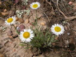 Imagem de Erigeron ochroleucus Nutt.