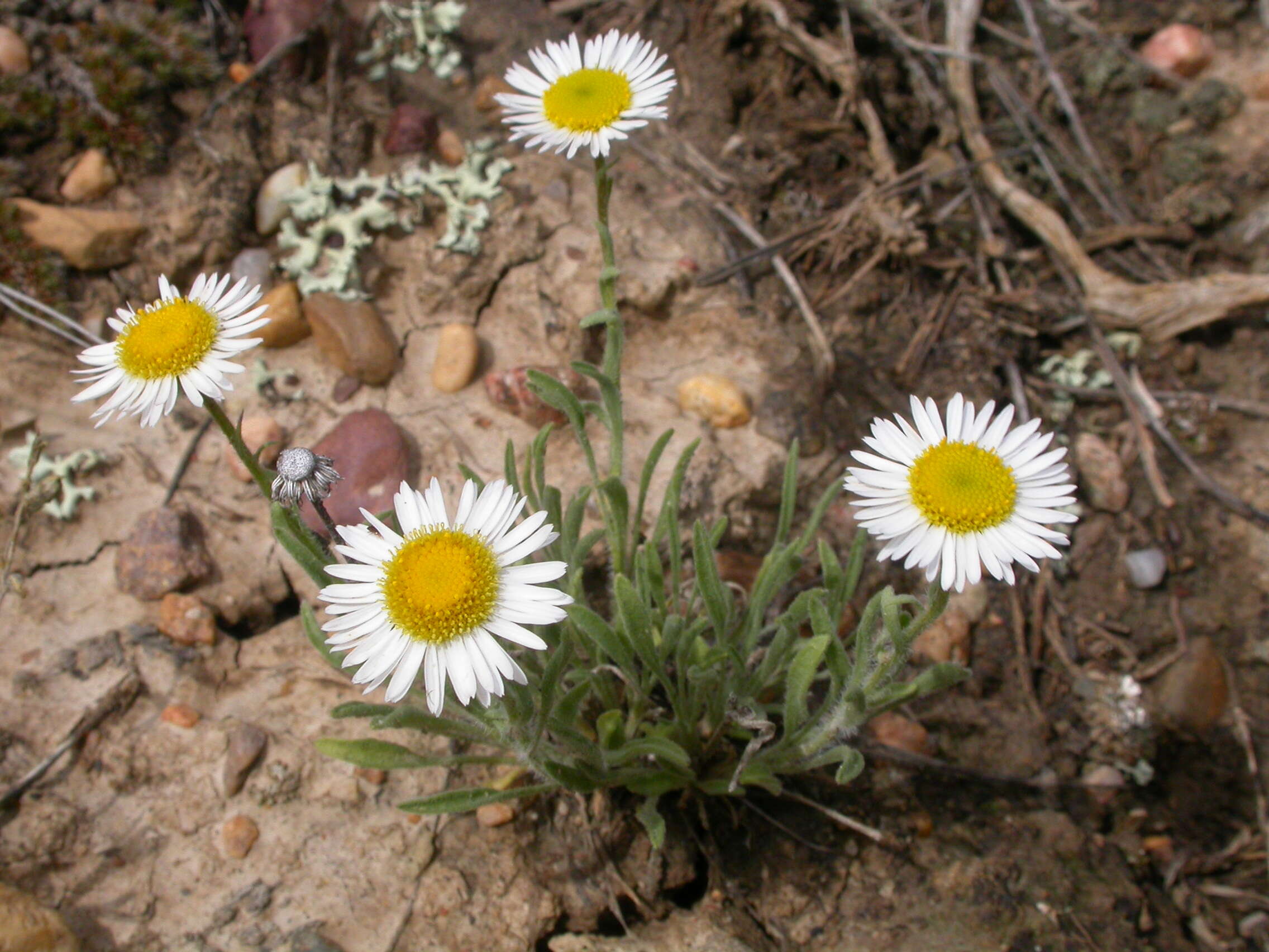 Imagem de Erigeron ochroleucus Nutt.