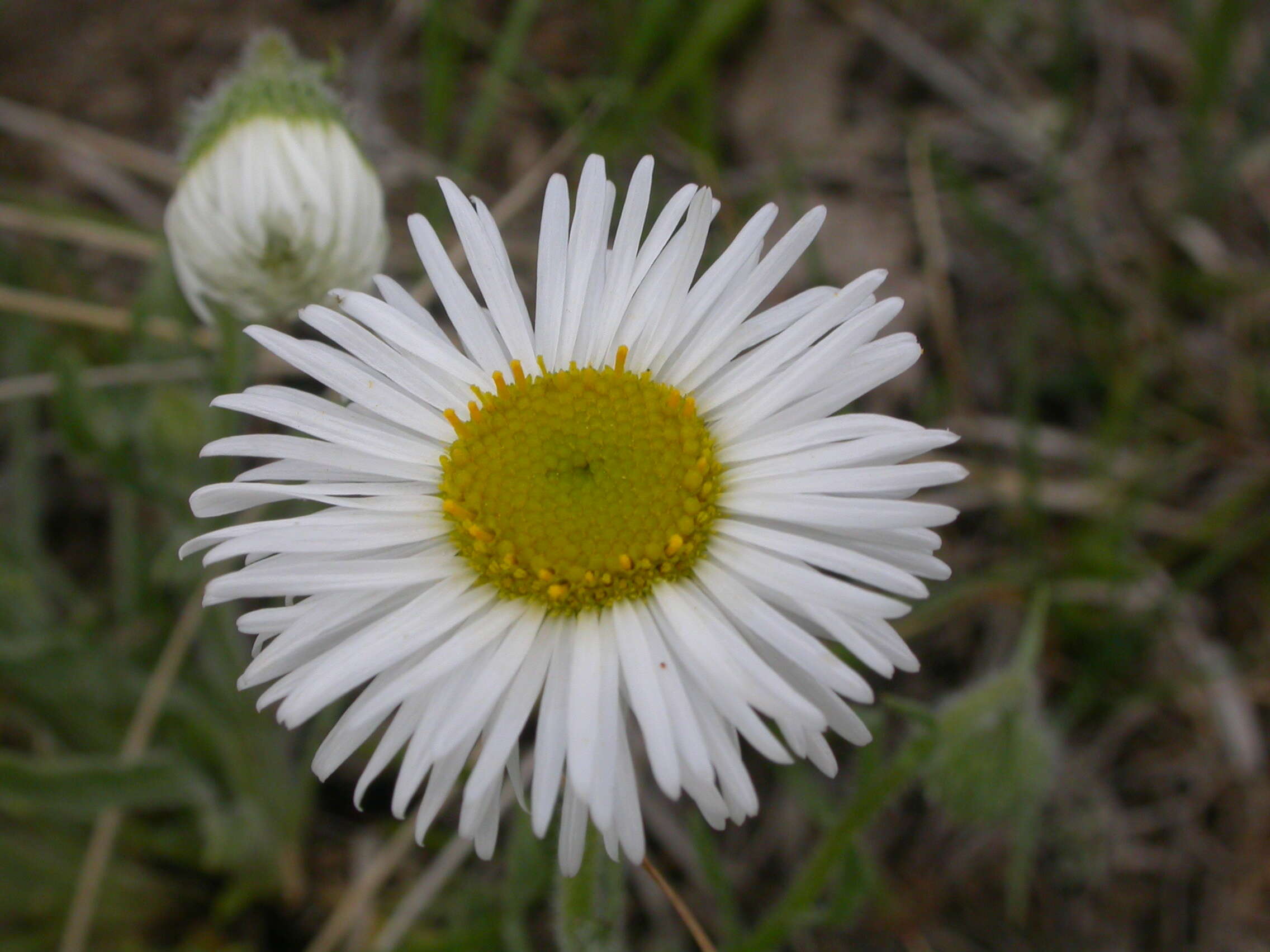 Image of buff fleabane