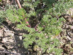 Image of desert biscuitroot