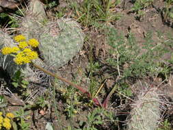 Image of desert biscuitroot