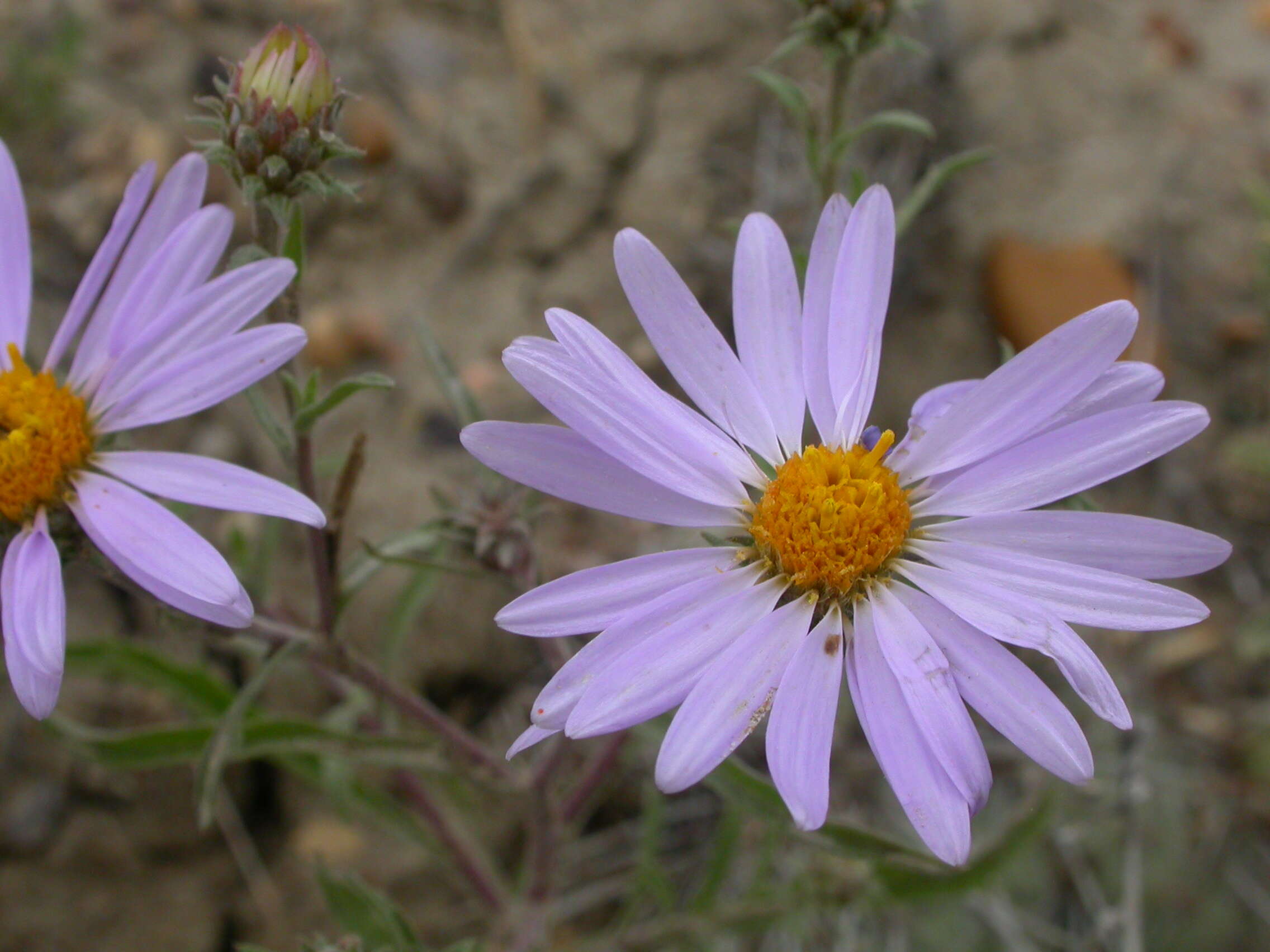 Image of Hoar False Tansy-Aster