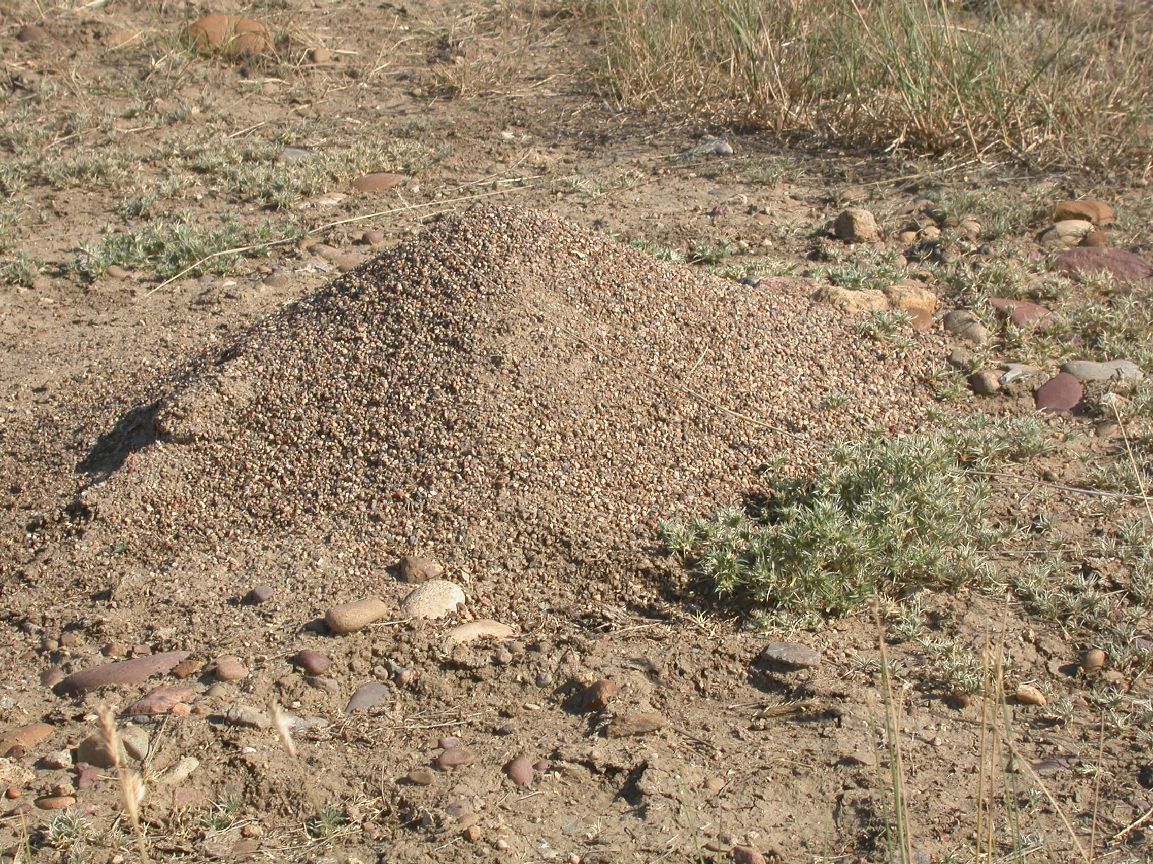 Imagem de Munroa squarrosa (Nutt.) Torr.