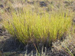 Imagem de Muhlenbergia cuspidata (Torr. ex Hook.) Rydb.