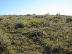 Imagem de Muhlenbergia cuspidata (Torr. ex Hook.) Rydb.