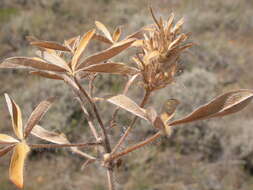 Image of large Indian breadroot