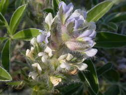 Image of large Indian breadroot