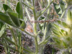 Image of large Indian breadroot