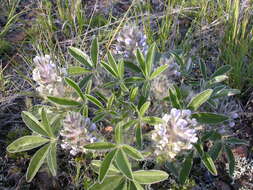 Image of large Indian breadroot