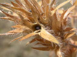 Image of large Indian breadroot